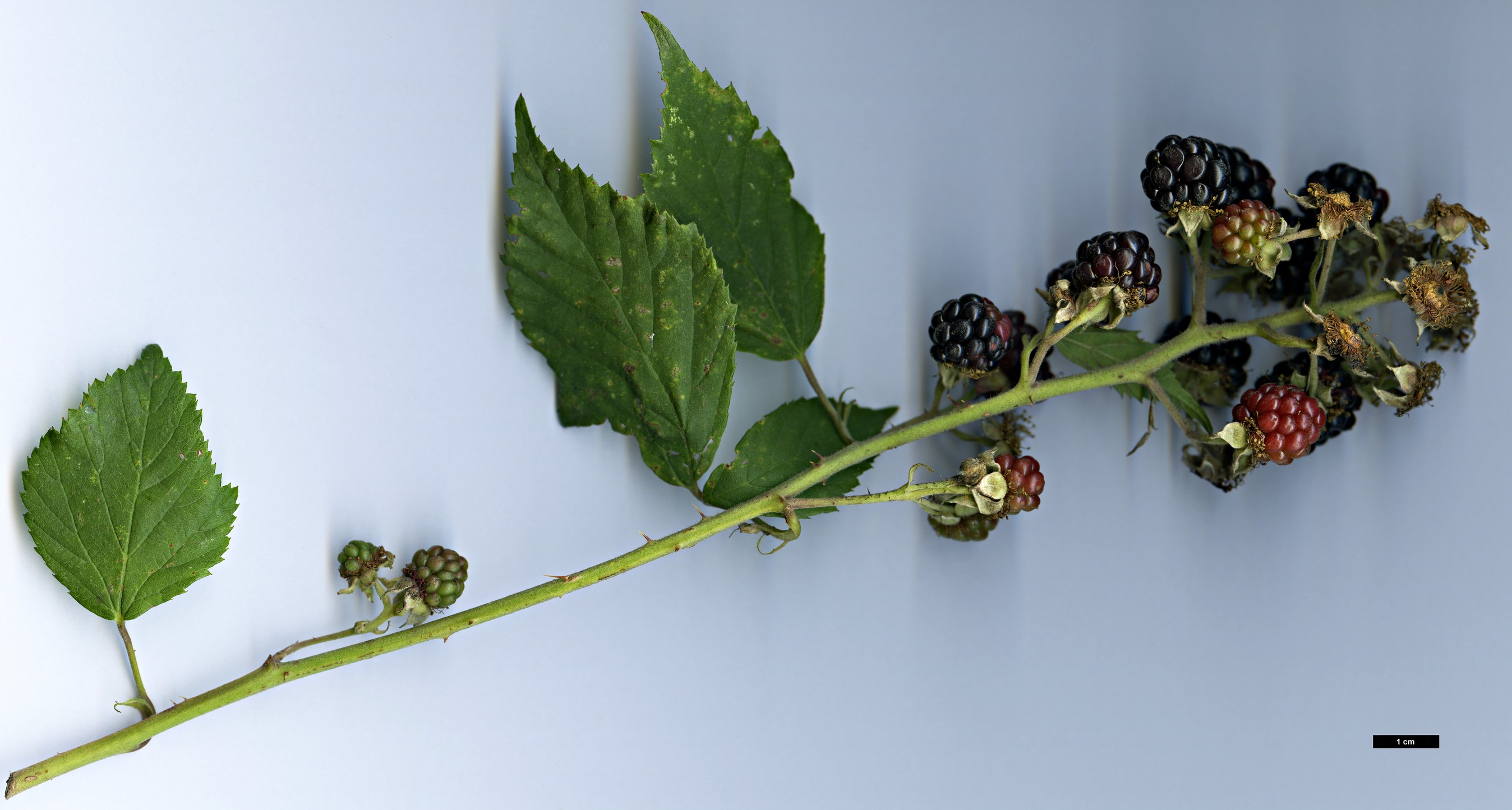 High resolution image: Family: Rosaceae - Genus: Rubus - Taxon: fruticosus agg.